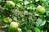 LICHEN GROWING ON APPLE TREE