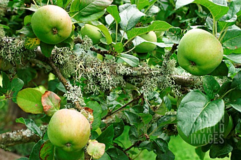 LICHEN_GROWING_ON_APPLE_TREE