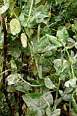 POWDERY MILDEW ON PEA PLANT