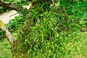 MISTLETOE (VISCUM ALBUM) ON APPLE TREE