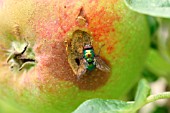 GREENBOTTLE FLY EATING ROTTEN APPLE