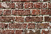 MINING BEES BURROW INTO MORTAR OF BRICK WALL