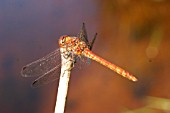 COMMON DARTER MALE ON PERCH