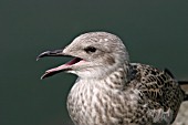 LESSER BLACK BACKED GULL(JUVENILE)