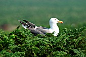 LESSER BLACK BACKED GULL SITTING