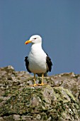 LESSER BLACK BACKED GULL ON ROCK