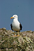 LESSER BLACK BACKED GULL LANDING IN WATER