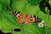 PAINTED LADY BUTTERFLY