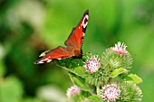 PEACOCK BUTTERFLY