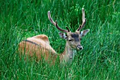 FALLOW DEER BUCK LAYING IN GRASS