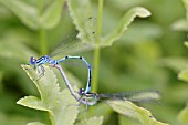 AZURE DAMSELFLIES MATED PAIR ON WATERCRESS