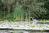 HERON FISHING IN RIVER