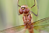 DRAGONFLY CLOSE UP
