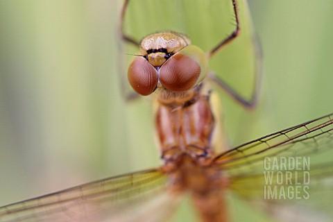 DRAGONFLY_CLOSE_UP