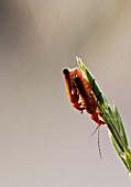 PAIR OF RHAGONYCHA FULVA  (BLOODSUCKER) ON GRASS STALK