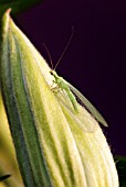 GREEN LACEWING