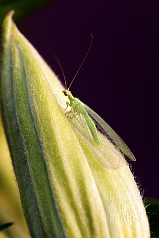 GREEN_LACEWING