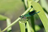 BANDED DEMOISELLE MALE INSECT