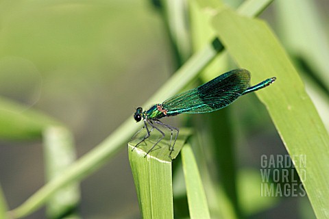 BANDED_DEMOISELLE_MALE_INSECT