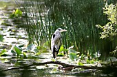 HERON STANDING ON BRANCH