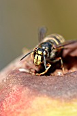 WASP EATING APPLE