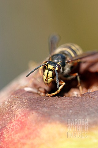 WASP_EATING_APPLE