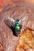 GREEN BOTTLE ON FOOD