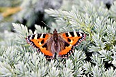 SMALL TORTOISESHELL BUTTERFLY ON JUNIPER