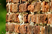 HONEY BEES NESTING IN WALL