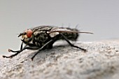 FLESH FLY