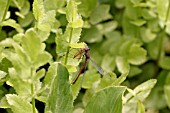 LARGE RED DAMSELFLY EATING PREY