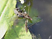 POND SKATERS FEEDING ON FLESH FLY