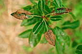 PEAR SLUGWORM ON PEAR LEAVES