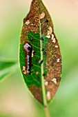 PEAR SLUGWORM ON PEAR LEAVES