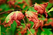 SEVERE SUN BURNING LEAVES