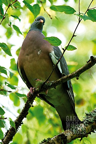 WOOD_PIGEON_PERCHED_IN_TREE