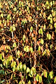 DROUGHT EFFECT ON RHODODENDRON