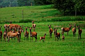 RED DEER HERD