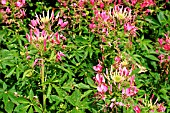 CLEOME (SPIDER FLOWER)