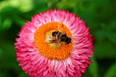 HOVERFLY FEEDING ON HELICHRYSUM