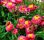 BUTTERFLIES AND BEES ON HELICHRYSUM