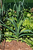 INTERPLANTING LEEKS WITH CHICORY