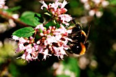 BUMBLEBEE TAKING NECTAR FROM FLOWER