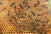 HONEY BEES WITH HONEY COMB