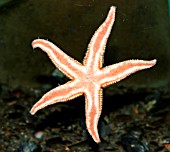 STARFISH (ASTERIAS)