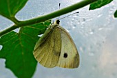 SMALL WHITE BUTTERFLY