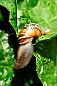 GARDEN SNAIL ON PLANT