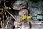 WREN, TROGLODYTES TROGLODYTES, WITH MOSS FOR NEST,  FRONT VIEW