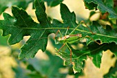 SPECKLED BUSH CRICKET ON OAK LEAF