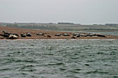GREY SEALS (HALICHOERUS GRYPUS) GROUP ON SAND BANK